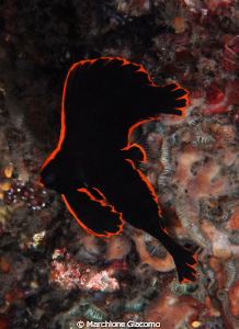 Juvenile bat fish
Nikon D200, 60 micro, twin strobo
Lem... by Marchione Giacomo 